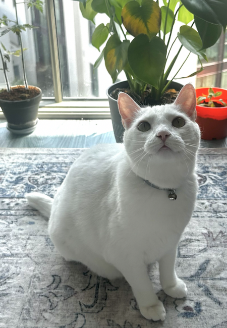 Entry image for Kirby. Clicking this image will show a larger photo