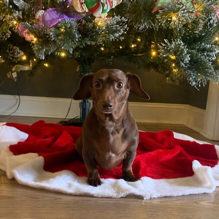 Entry image for Biscuit. Clicking this image will show a larger photo