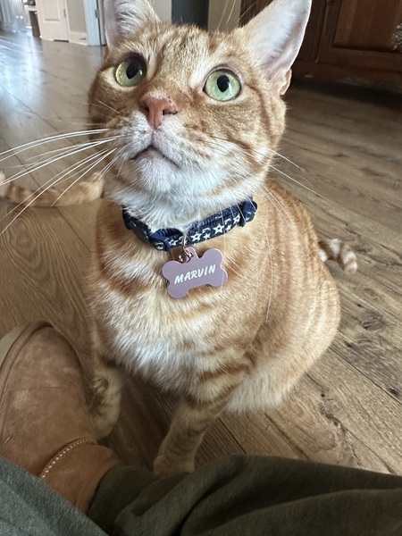 Entry image for Marvin. Clicking this image will show a larger photo