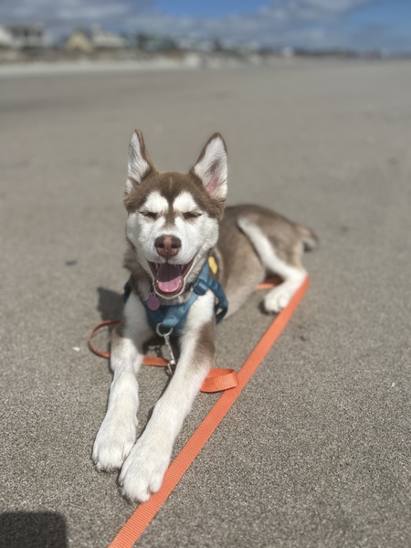 Entry image for Daisy. Clicking this image will show a larger photo