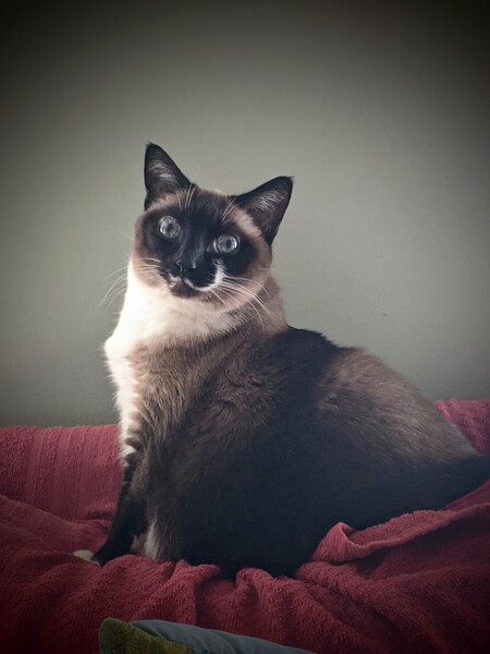 Entry image for Josie Williams . Clicking this image will show a larger photo