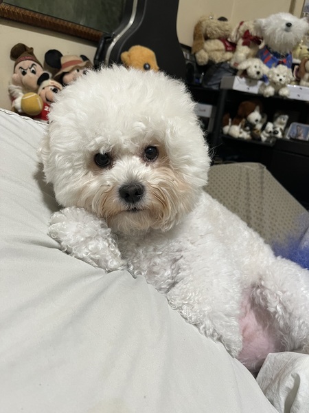 Entry image for Pascal. Clicking this image will show a larger photo