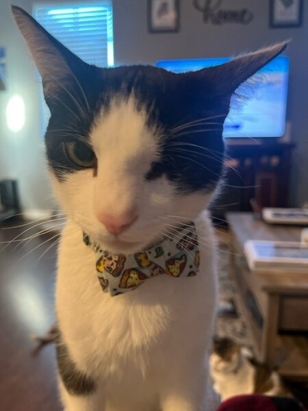 Entry image for Left-Eye . Clicking this image will show a larger photo