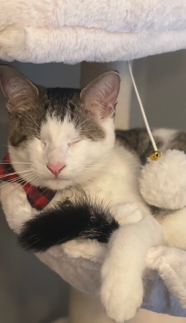 Entry image for Velcro. Clicking this image will show a larger photo