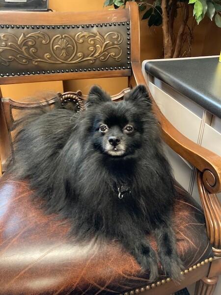 Entry image for Jasper (aka Cujo). Clicking this image will show a larger photo