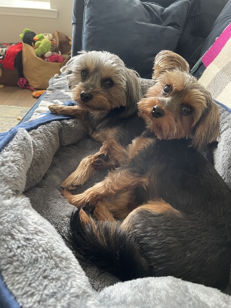 Entry image for Sugar and Cinnamon . Clicking this image will show a larger photo