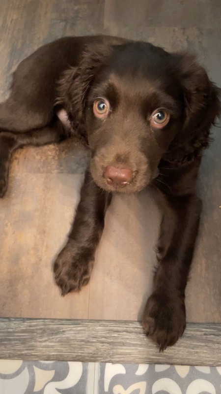 Entry image for Rio. Clicking this image will show a larger photo