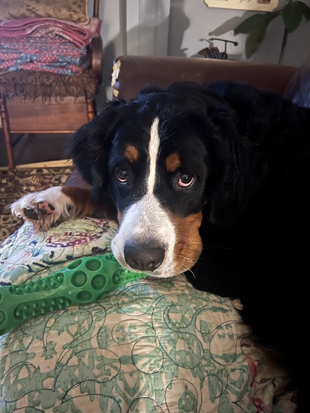 Entry image for Gracie. Clicking this image will show a larger photo