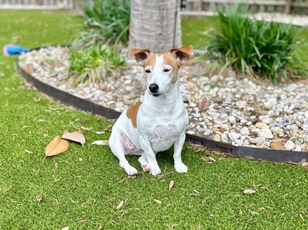 Entry image for Dixie. Clicking this image will show a larger photo