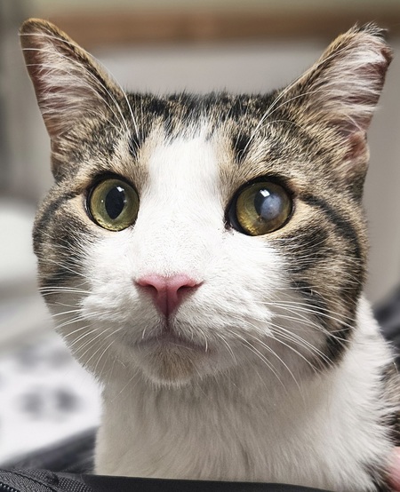 Entry image for Otis. Clicking this image will show a larger photo