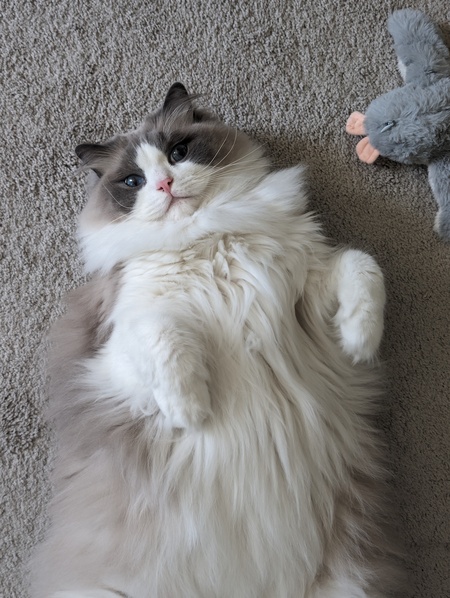 Entry image for Blueberry . Clicking this image will show a larger photo