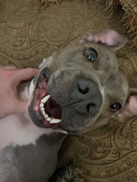 Entry image for Nera. Clicking this image will show a larger photo