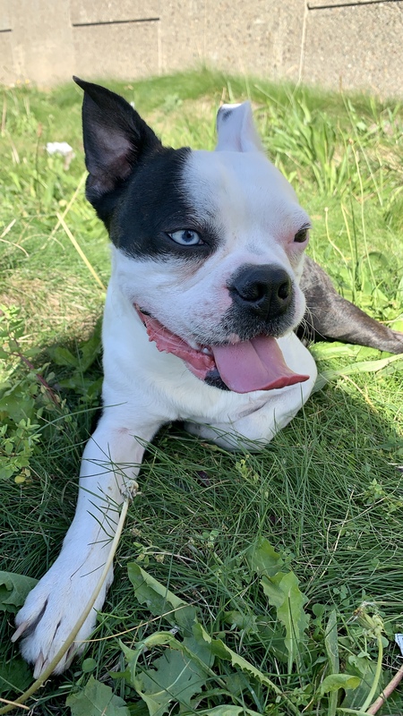 Entry image for Azul. Clicking this image will show a larger photo