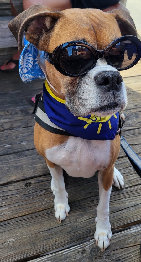 Entry image for Trixie. Clicking this image will show a larger photo