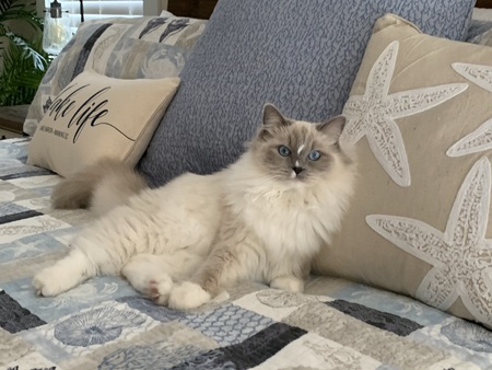 Entry image for Lily . Clicking this image will show a larger photo