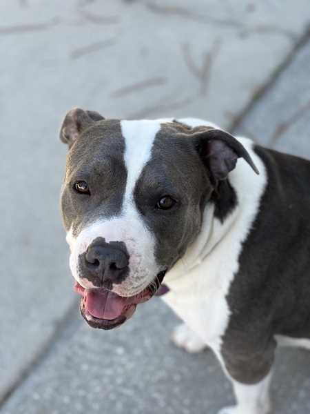 Entry image for Peppa. Clicking this image will show a larger photo