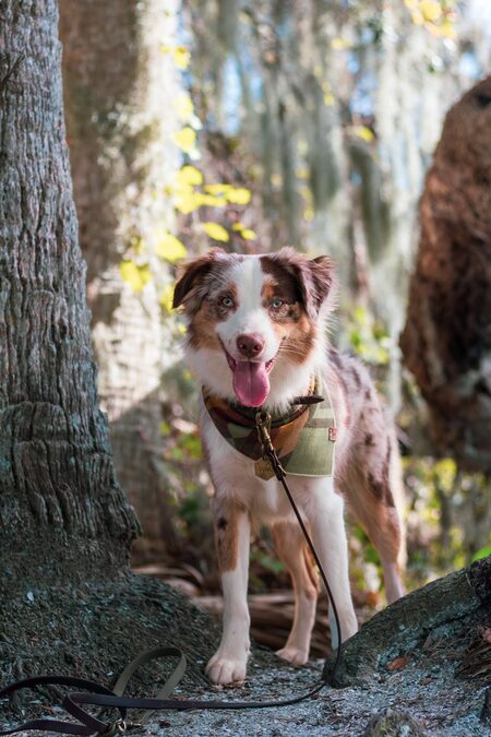 Entry image for Olive. Clicking this image will show a larger photo