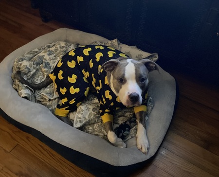 Entry image for Frank. Clicking this image will show a larger photo