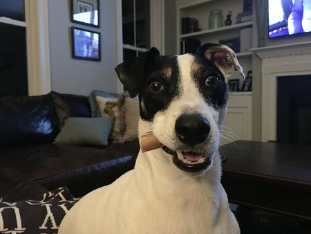 Entry image for Rainy. Clicking this image will show a larger photo