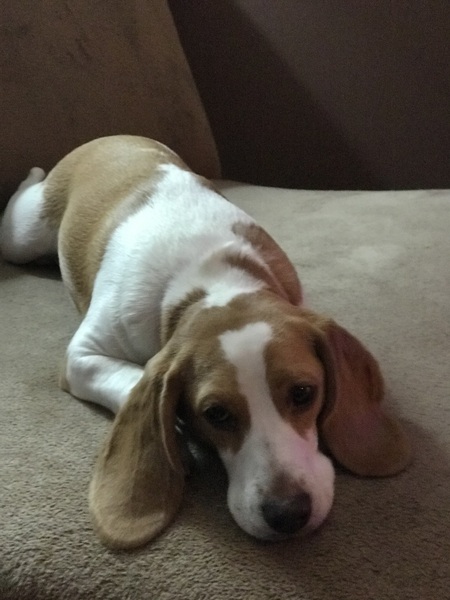 Entry image for Cheenie. Clicking this image will show a larger photo