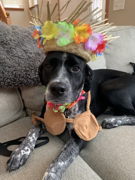 Entry image for Waffles. Clicking this image will show a larger photo