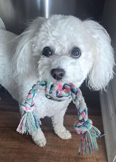 Entry image for Jovey. Clicking this image will show a larger photo