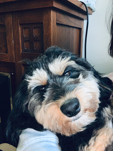 Entry image for Sammie. Clicking this image will show a larger photo