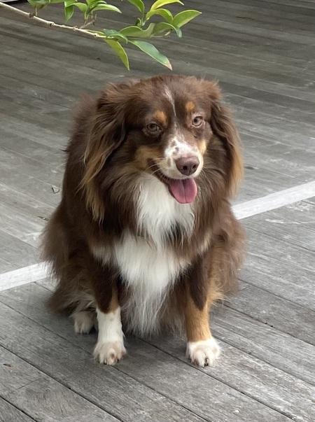 Entry image for Brady . Clicking this image will show a larger photo