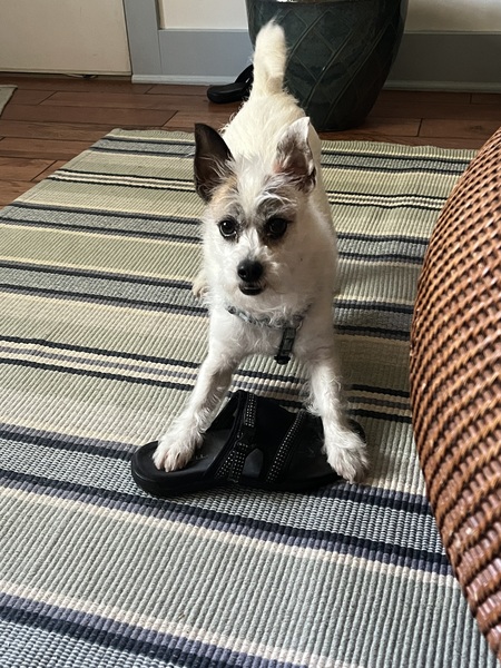 Entry image for BODHI. Clicking this image will show a larger photo