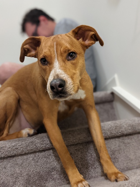 Entry image for Ahri. Clicking this image will show a larger photo