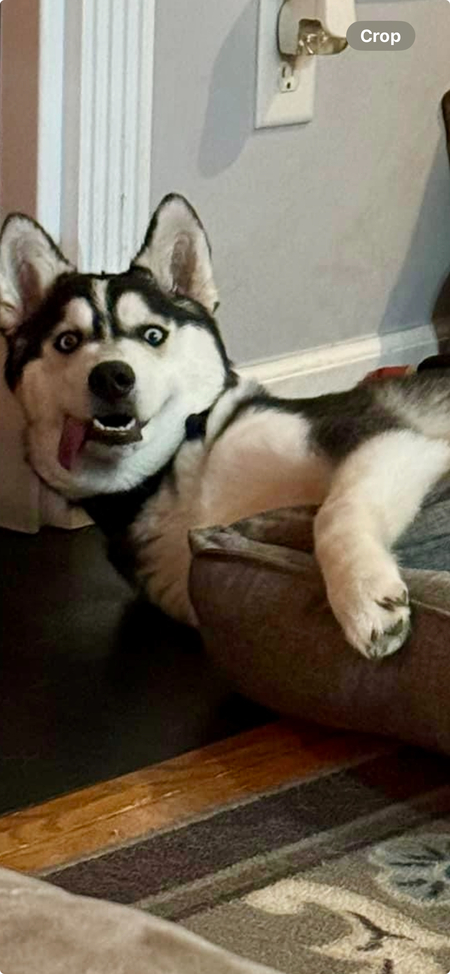 Entry image for Loki. Clicking this image will show a larger photo