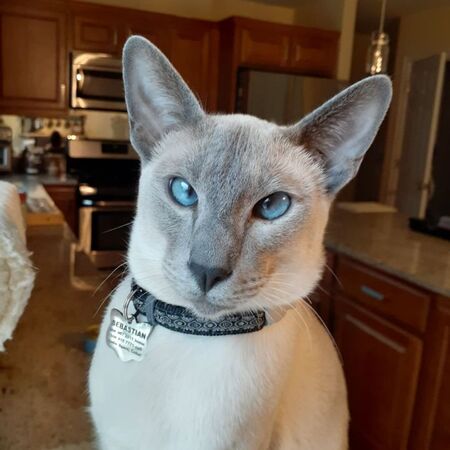 Entry image for Sebastian . Clicking this image will show a larger photo