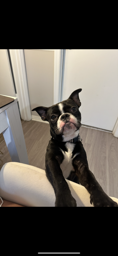 Entry image for Prince. Clicking this image will show a larger photo