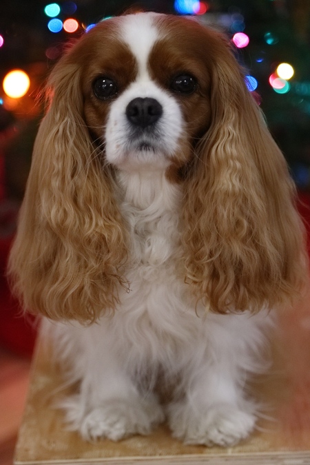 Entry image for Bowen . Clicking this image will show a larger photo