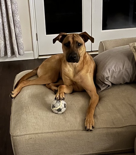 Entry image for Hattie. Clicking this image will show a larger photo