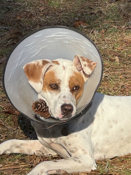 Entry image for Penny. Clicking this image will show a larger photo