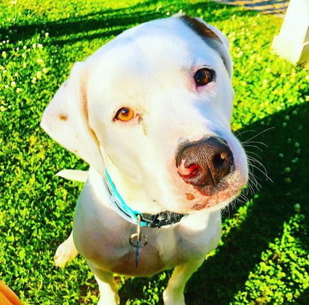 Entry image for Chase. Clicking this image will show a larger photo