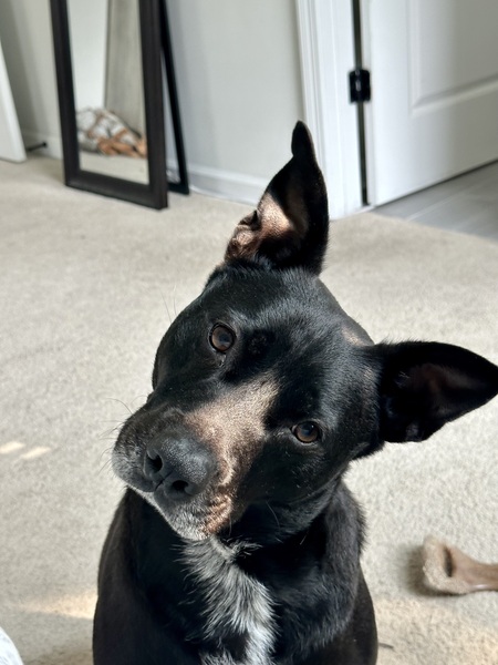 Entry image for Ollie. Clicking this image will show a larger photo