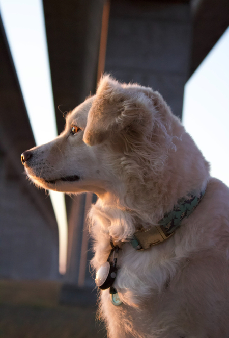 Entry image for Scout. Clicking this image will show a larger photo