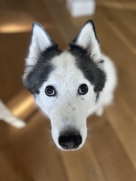 Entry image for Mieko the Wolf. Clicking this image will show a larger photo