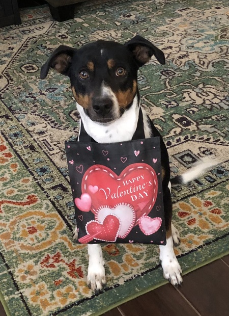 Entry image for Basil . Clicking this image will show a larger photo