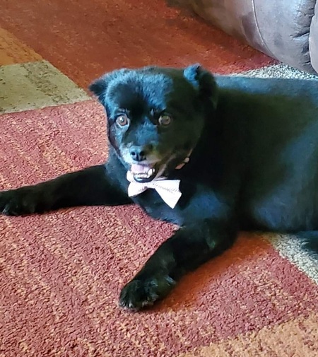 Entry image for Jax. Clicking this image will show a larger photo