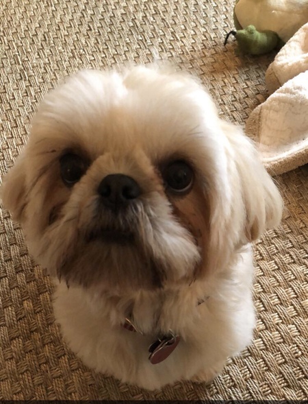 Entry image for Finn. Clicking this image will show a larger photo