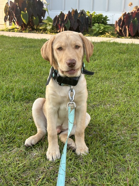 Entry image for Archer . Clicking this image will show a larger photo