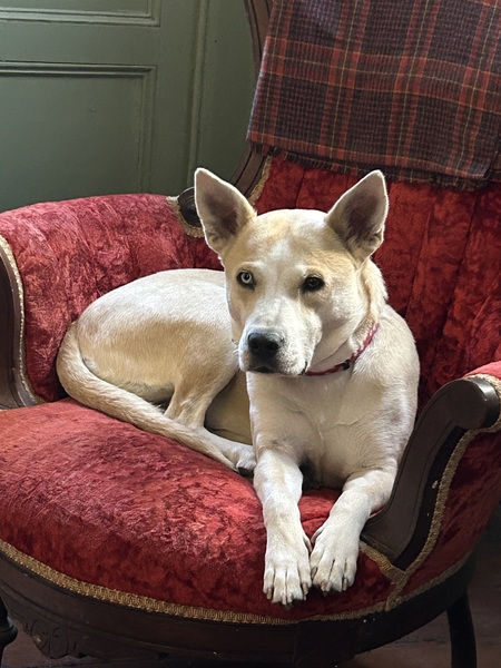 Entry image for Ophelia . Clicking this image will show a larger photo