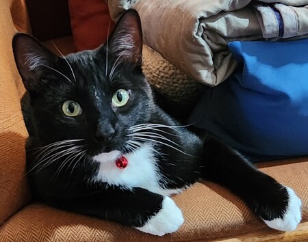 Entry image for Benny. Clicking this image will show a larger photo