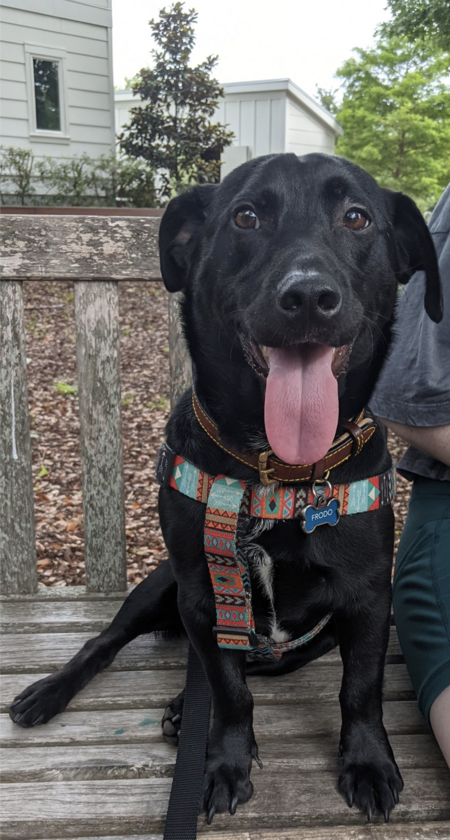 Entry image for Frodo. Clicking this image will show a larger photo