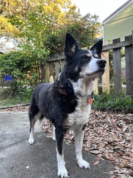 Entry image for Sadie. Clicking this image will show a larger photo