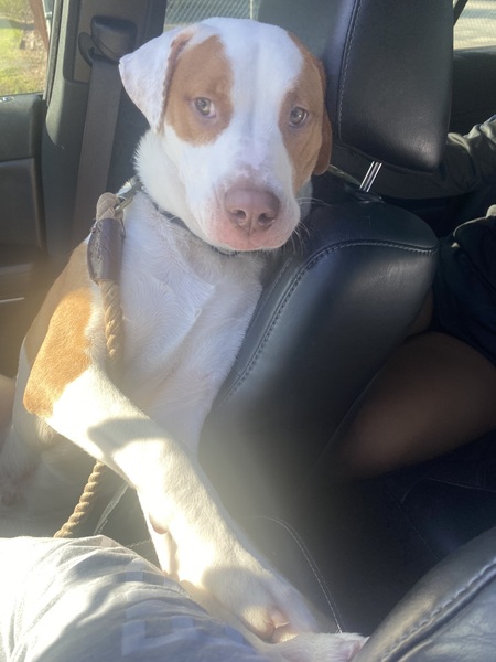 Entry image for Tanner. Clicking this image will show a larger photo