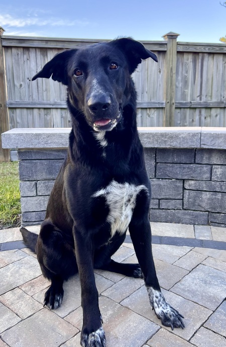 Entry image for Kona. Clicking this image will show a larger photo